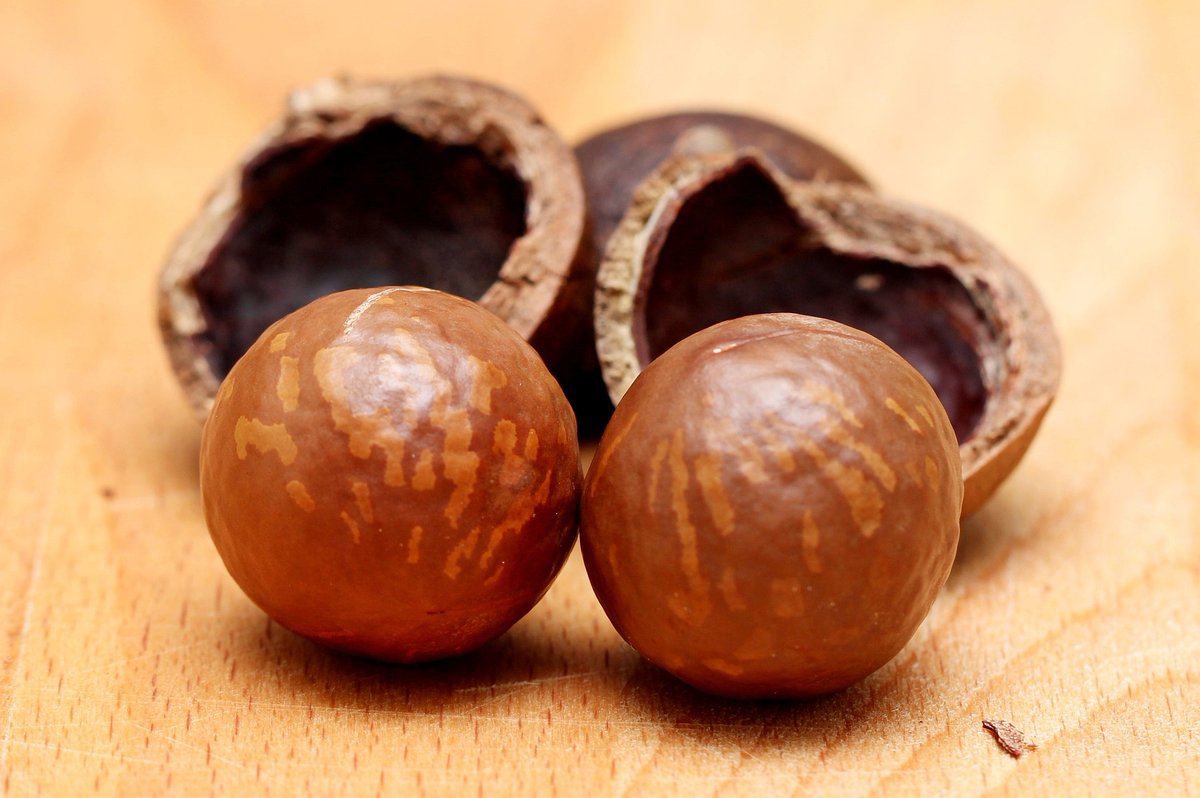 Dunn4Authors's tweet photo. It's Aloha Friday
Macadamia nuts = Hawaii.
"The nut was first commercially produced on a wide scale in Hawaii, where Australian seeds were introduced in the 1880s, and for some time, they were the world's largest producer." - Wikipedia
#macnut #macadamianut #hawaii #localkine https://t.co/Tlm3sRkNY1