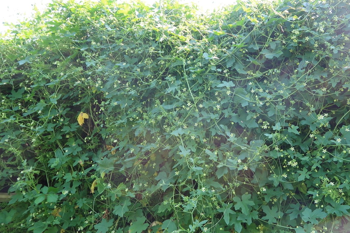 BuchTill's tweet photo. @A_Haselboeck Freue mich auch über die große männliche Zaunrüben-Pflanze in meinem Garten in #Braunschweig-#Geitelde und die geflügelten Gäste, die sich hoffentlich in diesem Jahr wieder einfinden werden. https://t.co/kFpi0tB22R