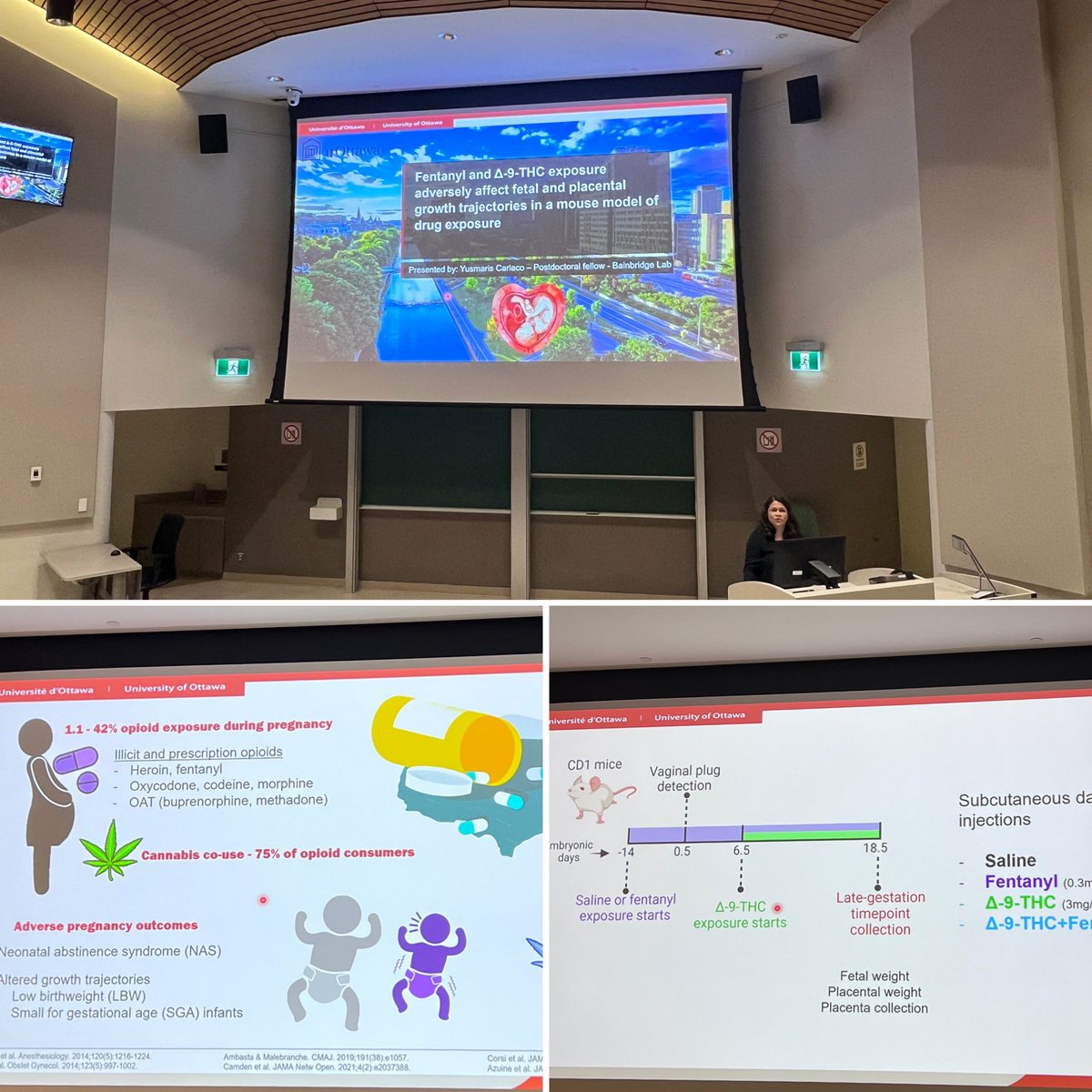 Placenta Lab (@placentalab) on Twitter photo Super star post-doc <a href="/ycariacos/">Yusmaris Cariaco</a> presenting her data on opioid and cannabis use in pregnancy at <a href="/UOttawaPDA/">UOttawa Faculty of Medicine Postdoc Association</a> research day. #teamplacenta #proudlabmama Super star post-doc <a href="/ycariacos/">Yusmaris Cariaco</a> presenting her data on opioid and cannabis use in pregnancy at <a href="/UOttawaPDA/">UOttawa Faculty of Medicine Postdoc Association</a> research day. #teamplacenta #proudlabmama