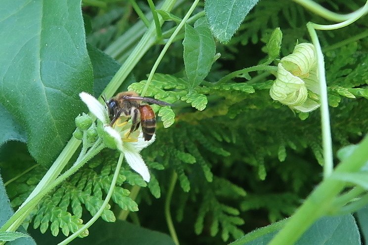 BuchTill's tweet photo. @A_Haselboeck Freue mich auch über die große männliche Zaunrüben-Pflanze in meinem Garten in #Braunschweig-#Geitelde und die geflügelten Gäste, die sich hoffentlich in diesem Jahr wieder einfinden werden. https://t.co/kFpi0tB22R