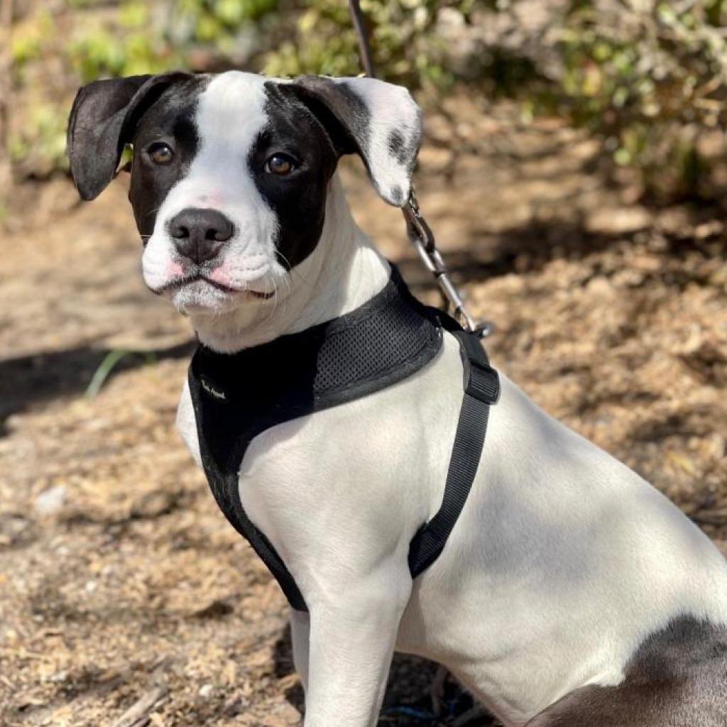 This precious puppy is Pasquals. As far as puppies go, Pasquals &amp; his 5 littermates are a relatively calm bunch, &amp; they are on their way to being house-trained! Pasquals is already 28 lbs &amp; growing quickly. He is extremely smart, and he is standing by to be your new best friend.