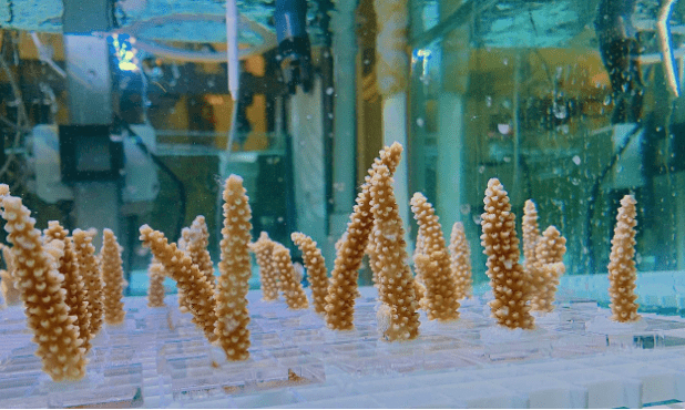 5️⃣ days until #EarthDay2023!

Mass coral bleaching is more common due to #OceanWarming. But there's good news! Our partners at @NOAA_AOML are stress-hardening corals to improve their heat tolerance and reduce their bleaching sensitivity before outplanting.
aoml.noaa.gov/new-study-prep…