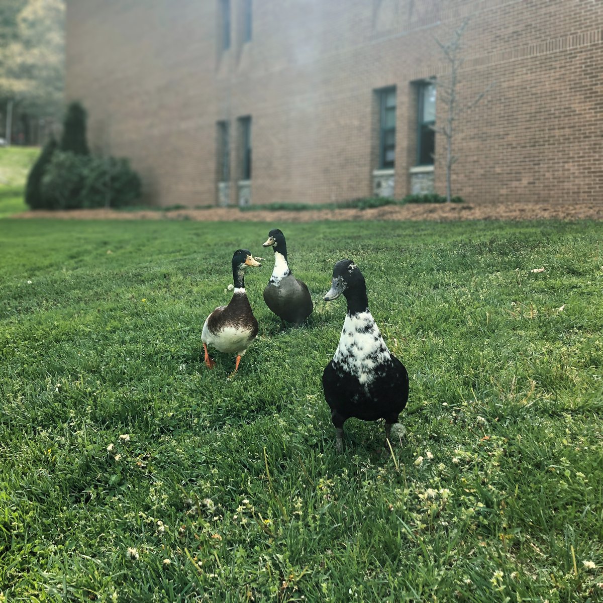 Appstatecomdept's tweet photo. Have you spotted the new Walker Hall mascots hanging out in front of the building? What should we name our new fine-feathered trio?
@appstate @AppStateFAA
#WalkerHallMascots #ducks #appstate #appstatefaa #appstatecomdep https://t.co/gNpwJjs1IY