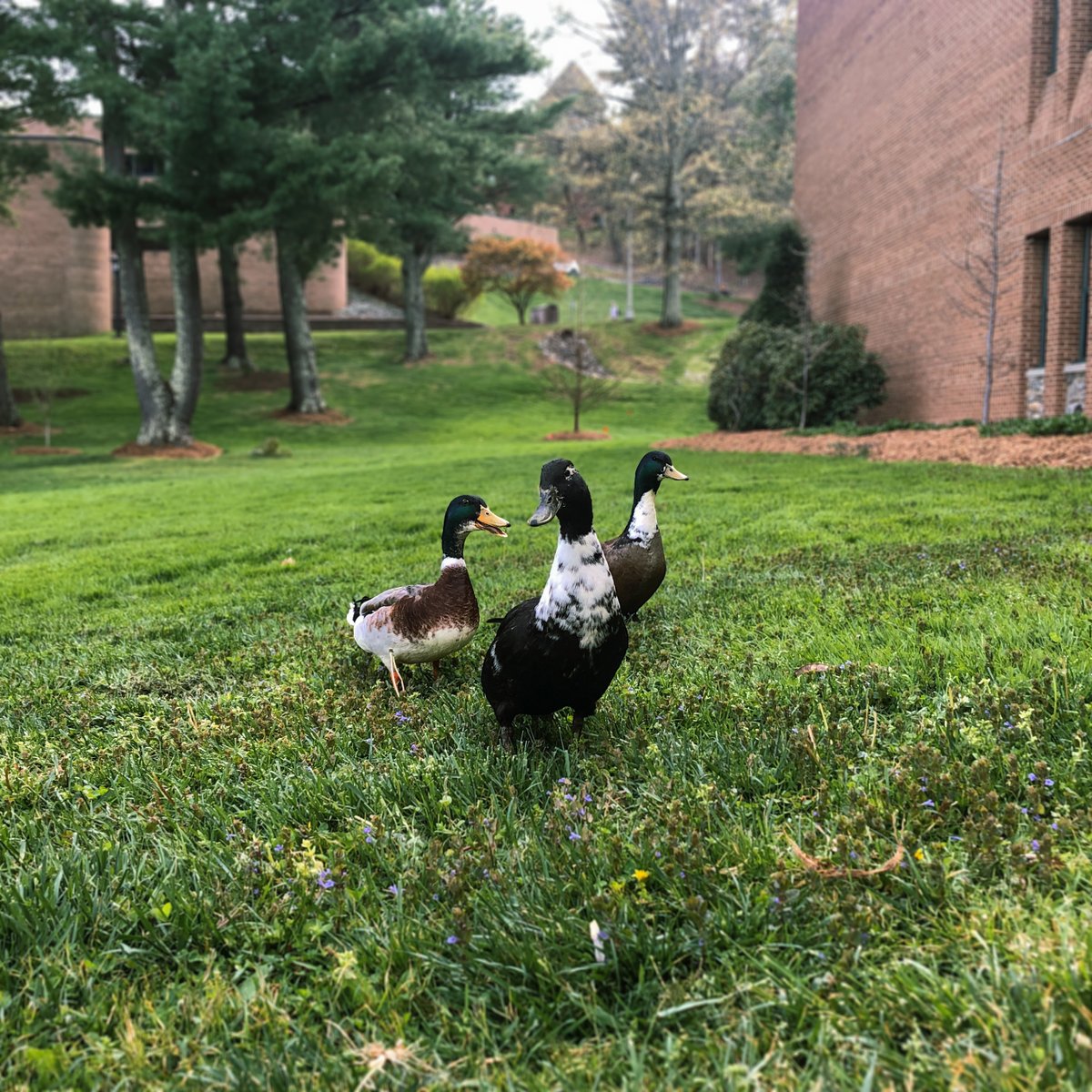 Appstatecomdept's tweet photo. Have you spotted the new Walker Hall mascots hanging out in front of the building? What should we name our new fine-feathered trio?
@appstate @AppStateFAA
#WalkerHallMascots #ducks #appstate #appstatefaa #appstatecomdep https://t.co/gNpwJjs1IY