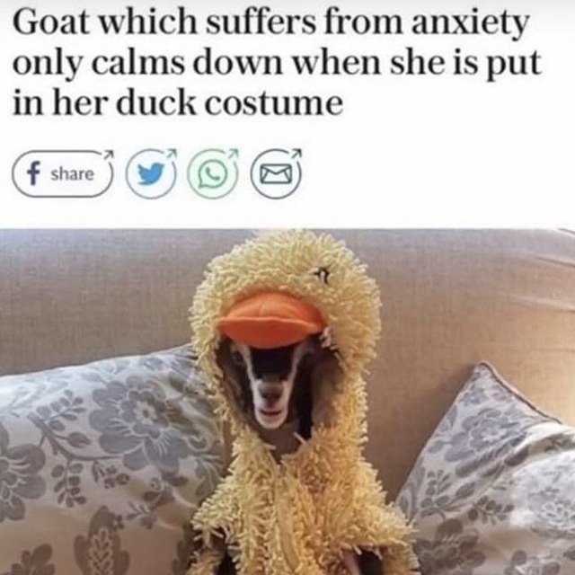 WholesomeMeme's tweet photo. https://t.co/urPgELrPf8