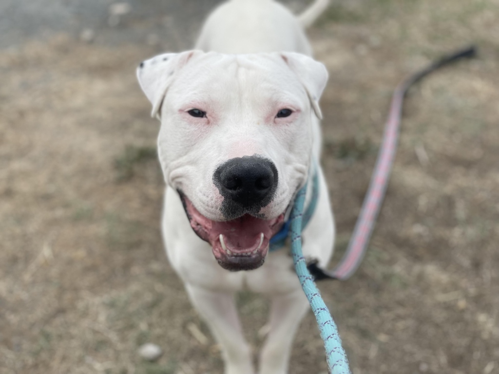 We'd like to call attention to Bentley. He's beginning to struggle a bit in the stressful shelter environment. He's an American bulldog who loves to play and is looking for an active family to provide him with lots of exercise. Are you his perfect match?
petharbor.com/pet.asp?uaid=D…
