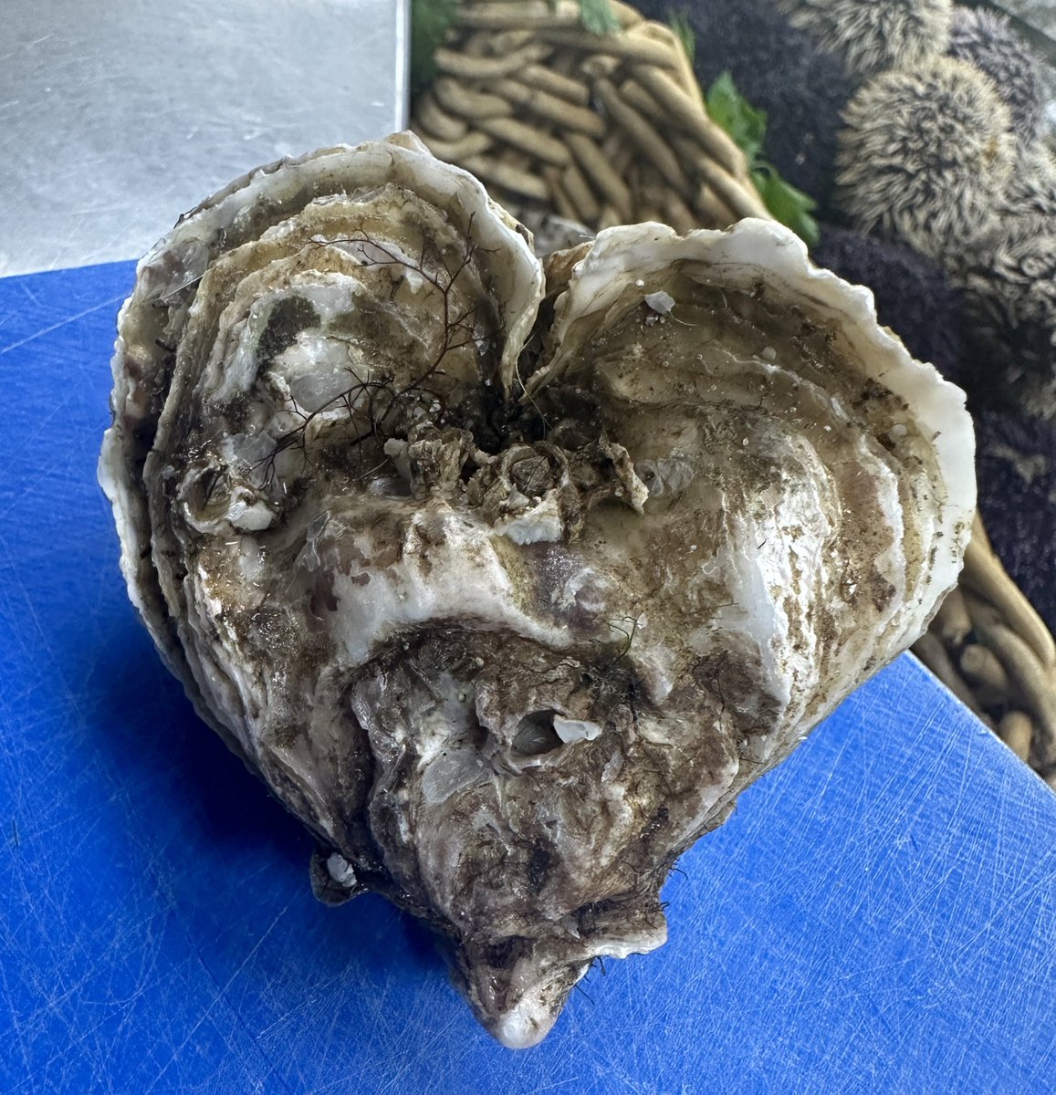 The perfect heart-shaped oyster! Sent with love from <a href="/capewrathoyster/">capewrathoysters</a> 🦪❤️