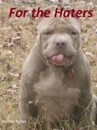 Haters gonna hate, pit bulls gonna love! #endBSL