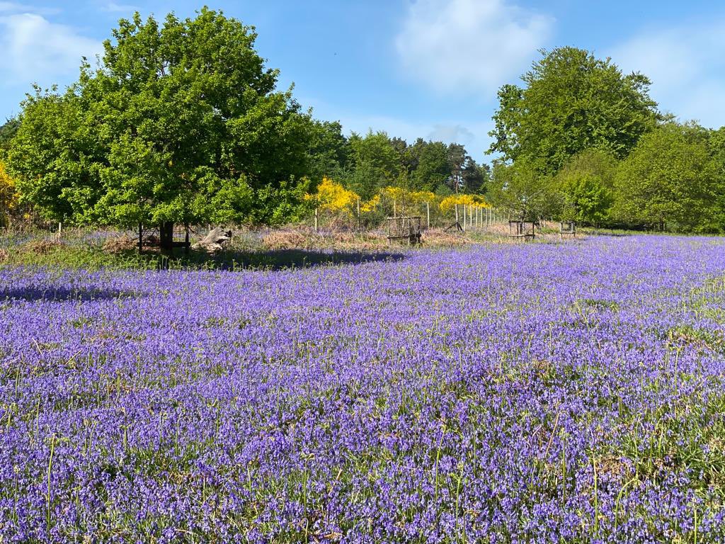 Moccas Church tweet media