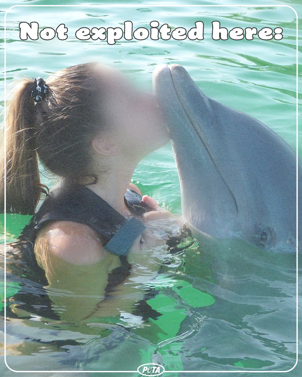 PSA: Dolphins don’t want to take pictures with you.