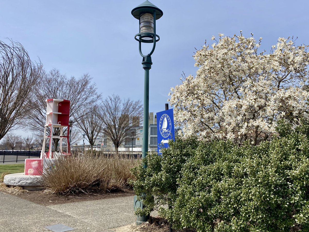 CommunityGal's tweet photo. Along the #FortPoint #Harborwalk spring is popping up. Daffodils are blooming thanks to @BostonParksDept & neighborhood volunteers. Docks are being readied at the @barkingcrab marina. 👀 forward to seeing boaters 🚣🏽♂️ back on the Channel. #OurWaterfront https://t.co/lRVpAHo4Vl