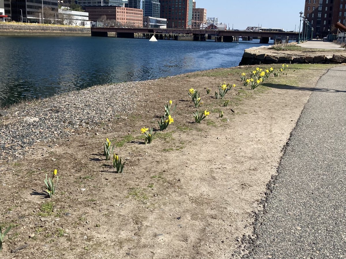 CommunityGal's tweet photo. Along the #FortPoint #Harborwalk spring is popping up. Daffodils are blooming thanks to @BostonParksDept & neighborhood volunteers. Docks are being readied at the @barkingcrab marina. 👀 forward to seeing boaters 🚣🏽♂️ back on the Channel. #OurWaterfront https://t.co/lRVpAHo4Vl