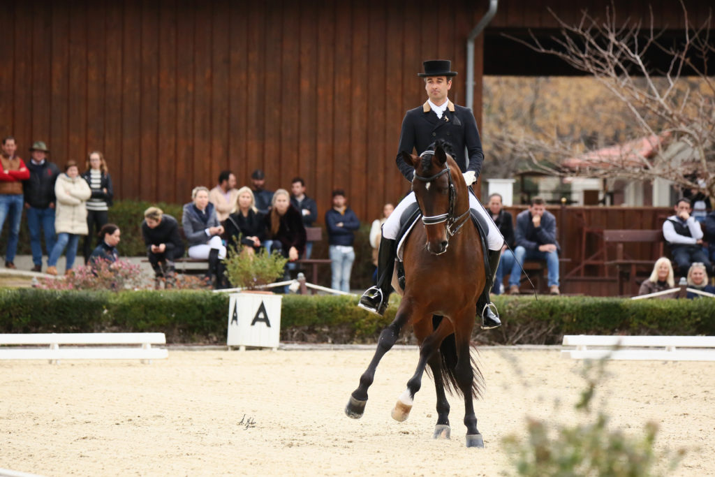 Horselife.es tweet media