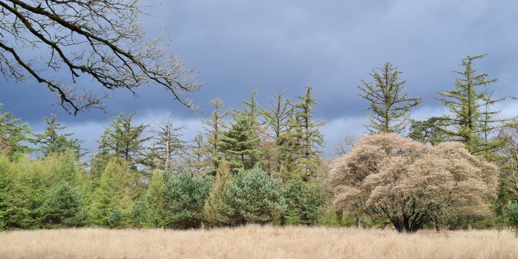 De krentenbomen in het Park staan weer in de bloei. Deze struiksoort wordt ook wel de krent genoemd. De naam krentenboompje verwijst naar de rijpe vruchten, die eerst rood en later donkerpaars worden, deze lijken op krenten.