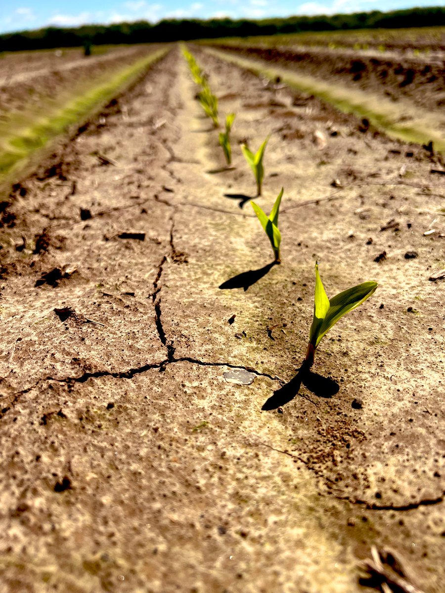 AlexWebb15's tweet photo. DEKALB corn is coming up strong. Uniform emergence is key. @Asgrow_DEKALB https://t.co/RE4tGUJJgY