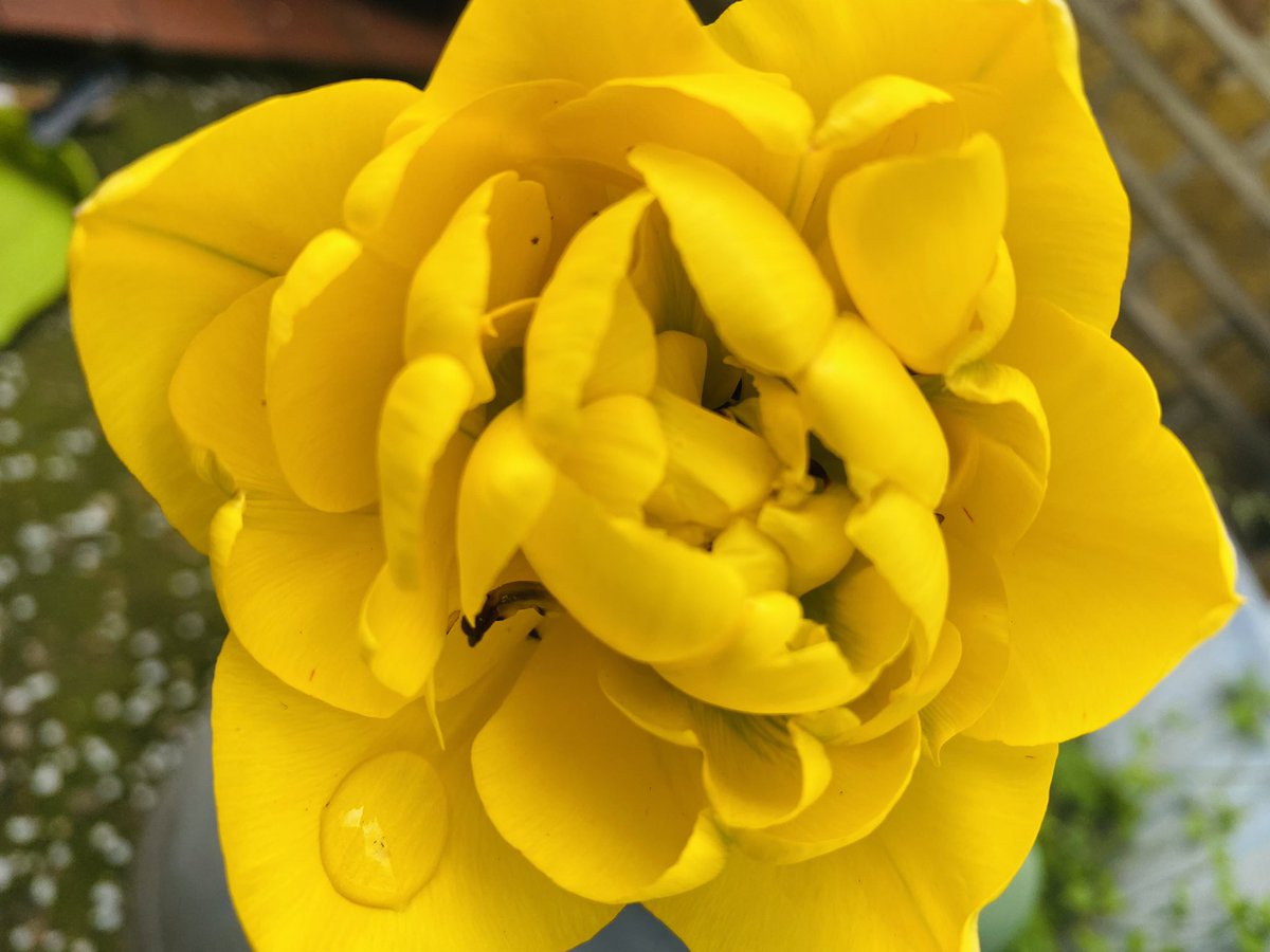 haiku366's tweet photo. tulip every year 
memories of my father 
i am still with you https://t.co/b8pe6rfSez