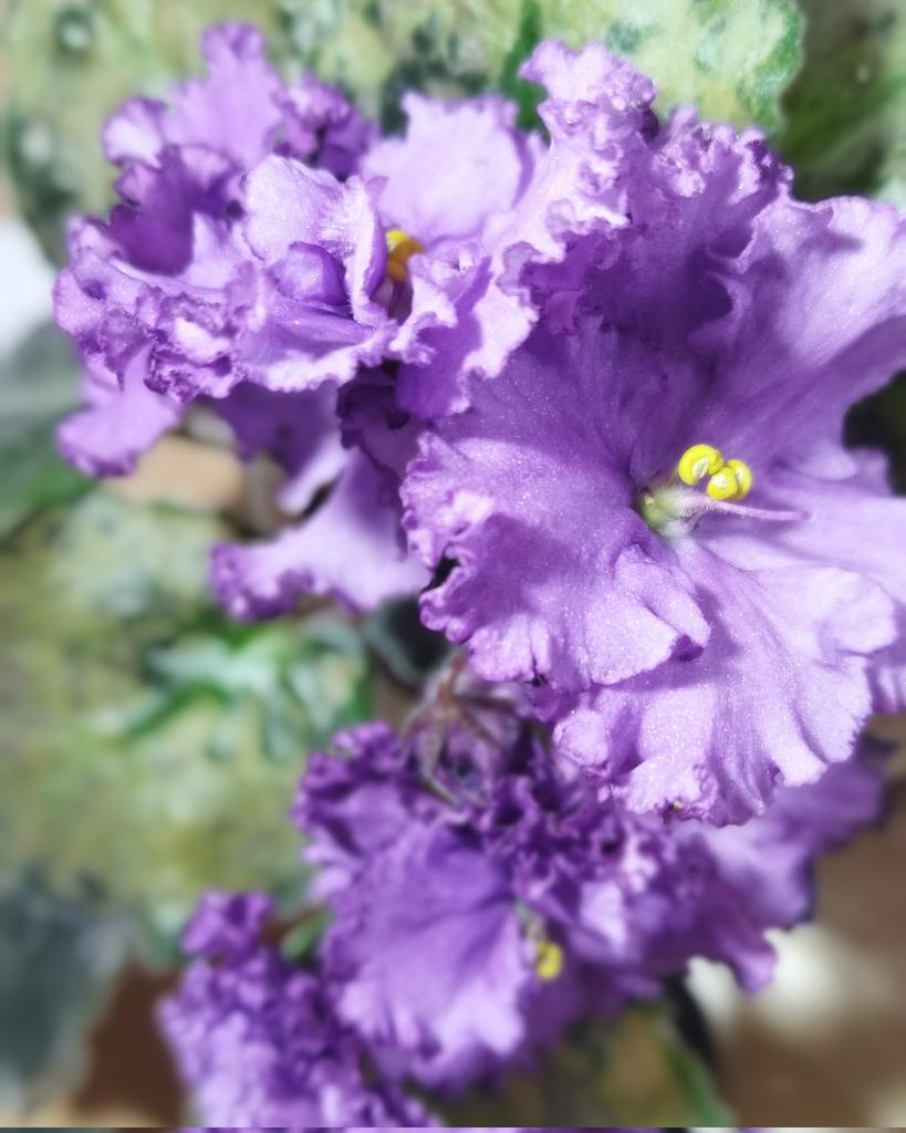paskoval802's tweet photo. #photo #nature #NaturePhotography #Beautiful_Flower #FLOWER #violet #green #photographylovers #NatureLovers #Flowers #home https://t.co/CzLmVkjyEU