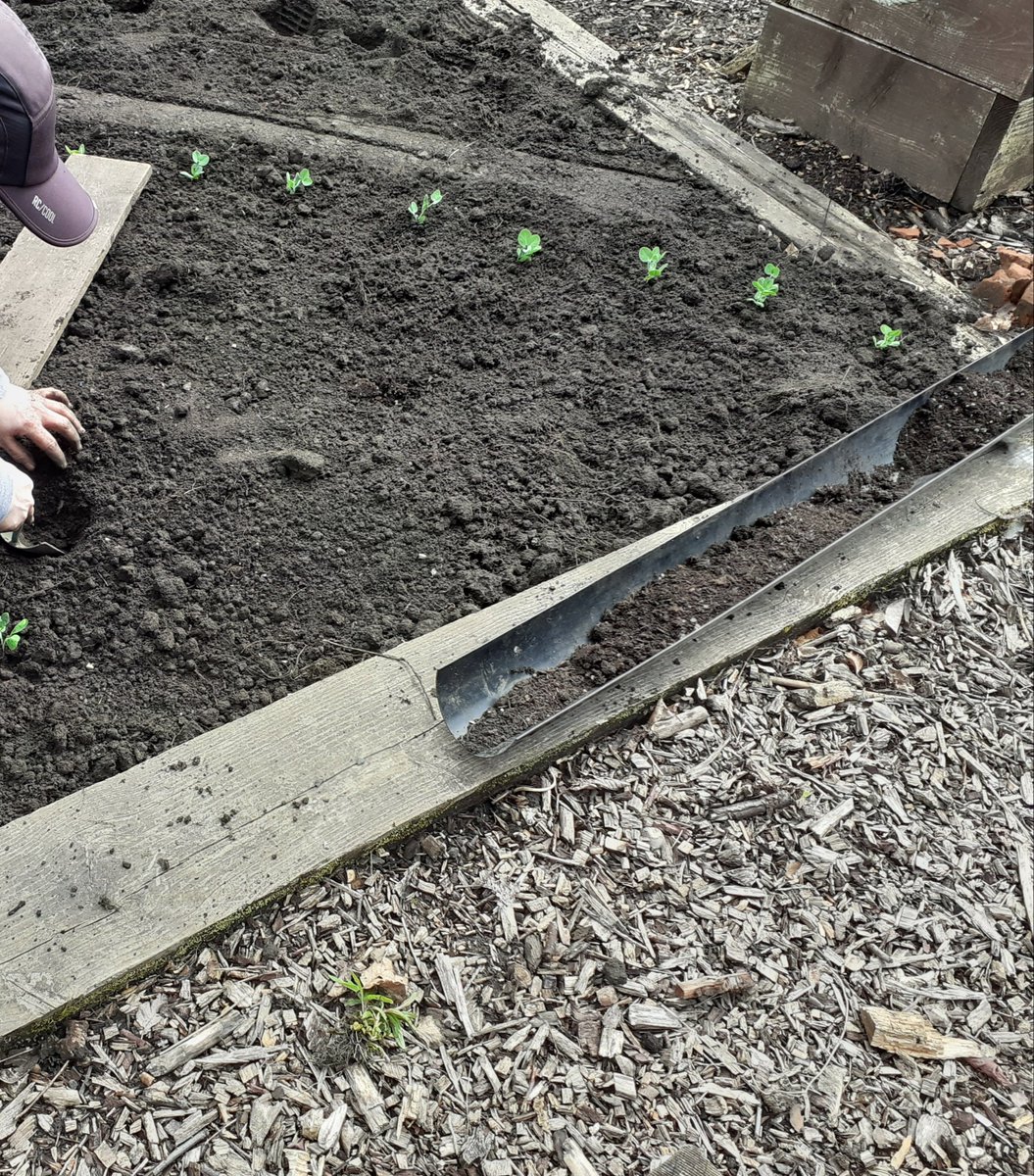 Sacro Garden Project (@gardensacro) on Twitter photo We felt confident enough with the warmer weather to start planting out our pea and mangetout plants! Now just hoping they don't get too munched by hungry mice! <a href="/caleygrowlearn/">Grow & Learn Awards</a> <a href="/Tollcrossallot/">Tollcross Allotments</a>
#Pisum sativum 'Early Onward' #seedsaving #givepeasachance We felt confident enough with the warmer weather to start planting out our pea and mangetout plants! Now just hoping they don't get too munched by hungry mice! <a href="/caleygrowlearn/">Grow & Learn Awards</a> <a href="/Tollcrossallot/">Tollcross Allotments</a>
#Pisum sativum 'Early Onward' #seedsaving #givepeasachance