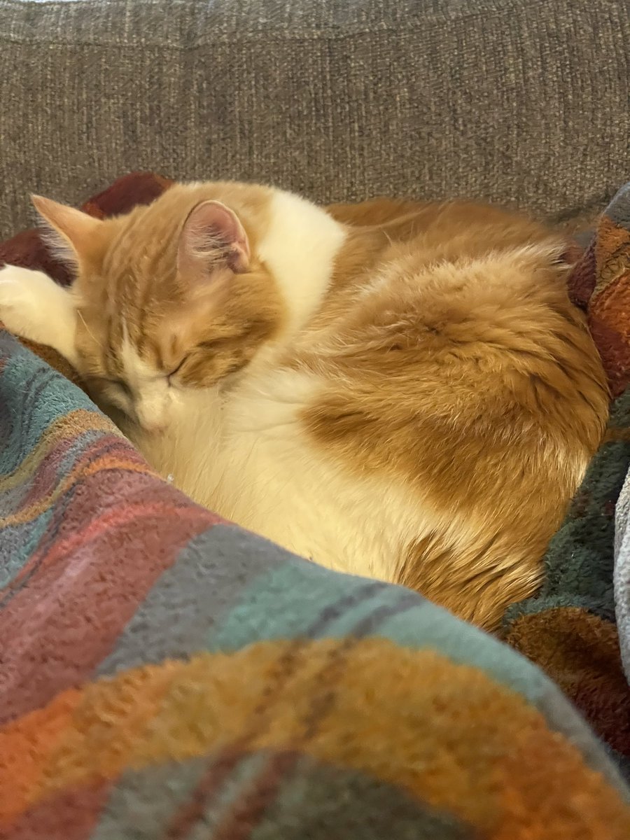 clebs0da's tweet image. cheddar posting