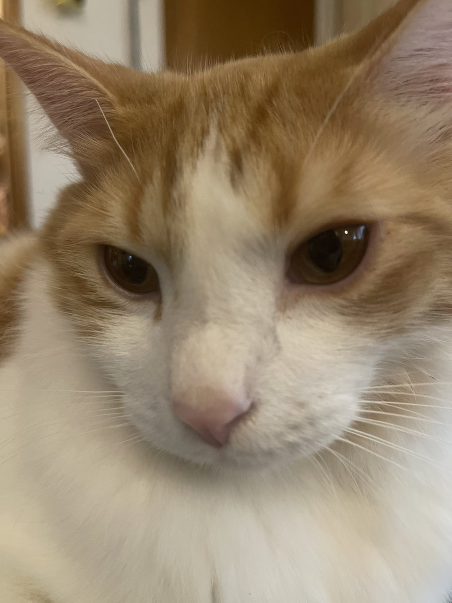 clebs0da's tweet image. cheddar posting