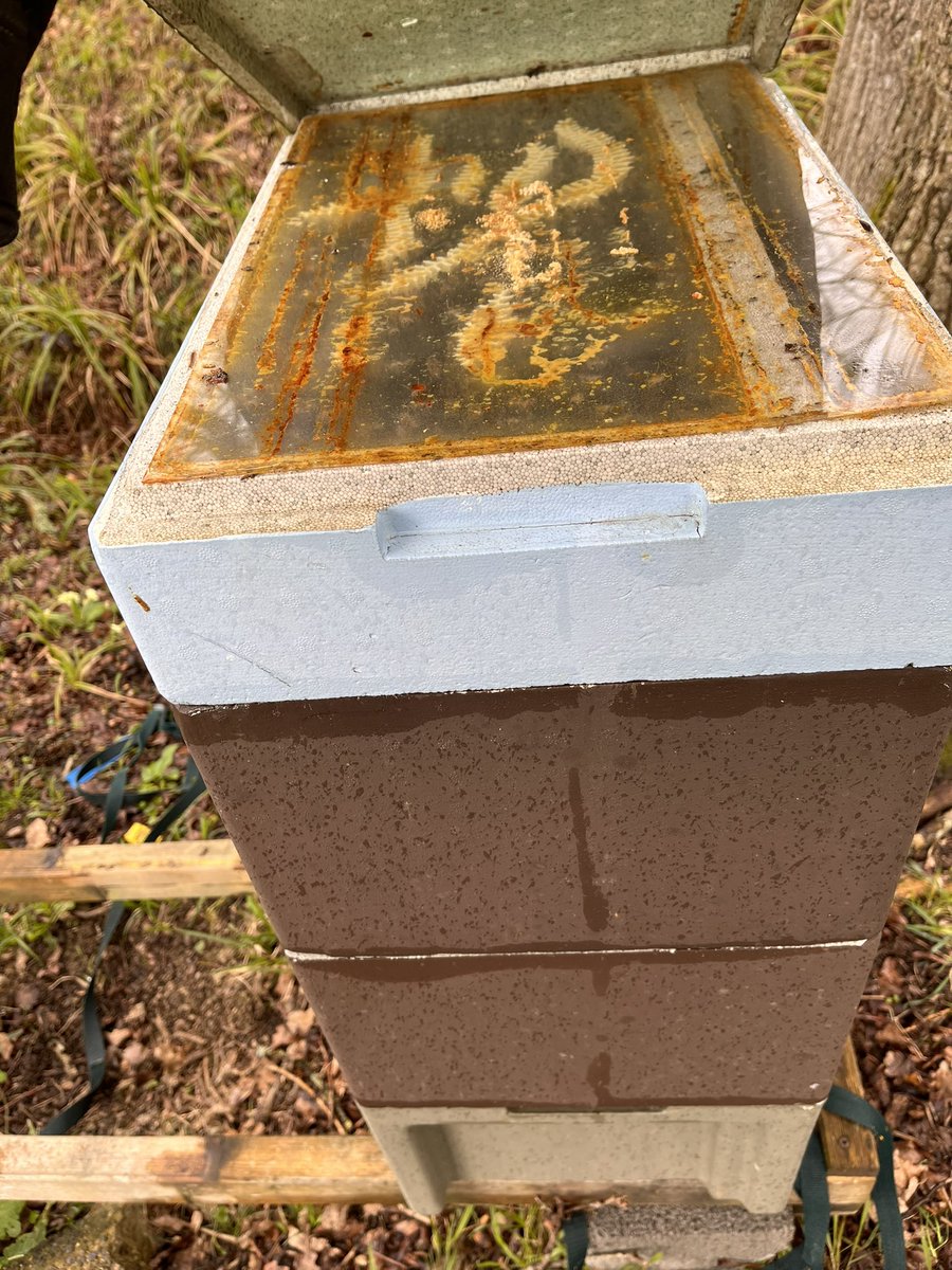 Paynes Bee Farm Ltd tweet media