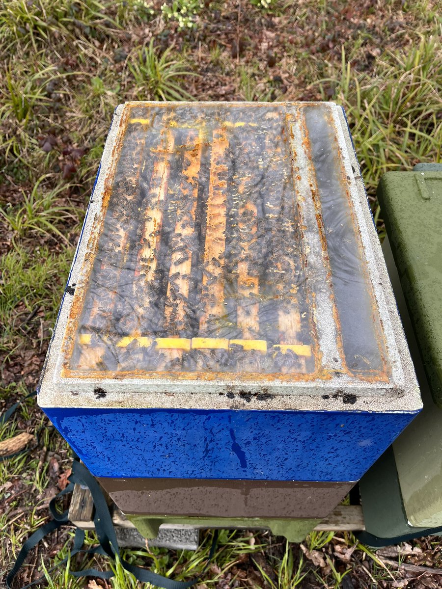 Paynes Bee Farm Ltd tweet media