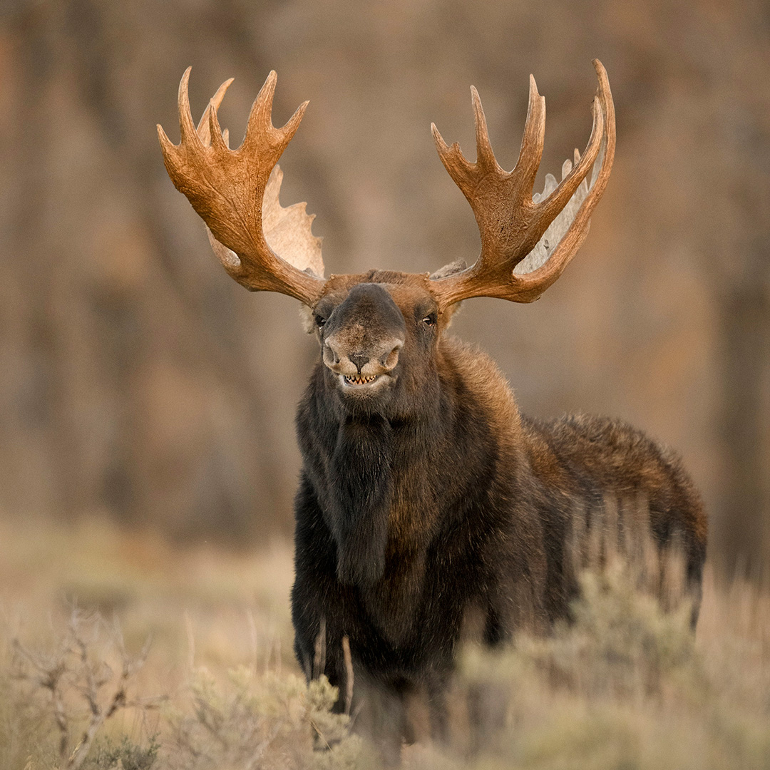 nptrips's tweet photo. Is that moose... smiling at us? 😳 

Are we... smiling back? 😁 

📍: Grand Teton National Park
📷: Jorn Vangoidtsenhoven
🌐: https://t.co/7XqXVDbkDV https://t.co/PGswZl35vn