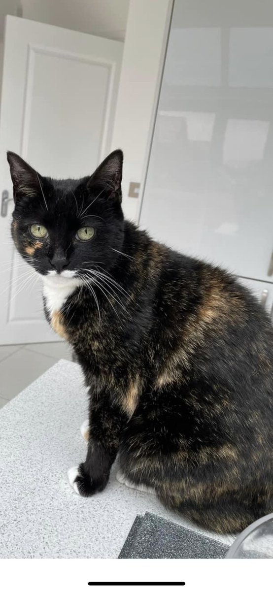 Skin_N_Tonic's tweet photo. @TreasuryMog My beautiful Poppy 😻 https://t.co/kDBi2GEJQ6