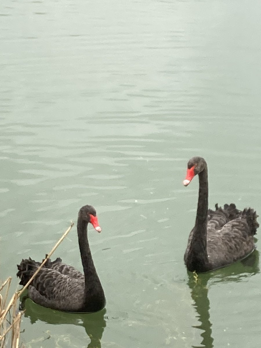 stevethebfg's tweet photo. @Natures_Voice First time seeing these beautiful black swans https://t.co/P10A5gtRWo