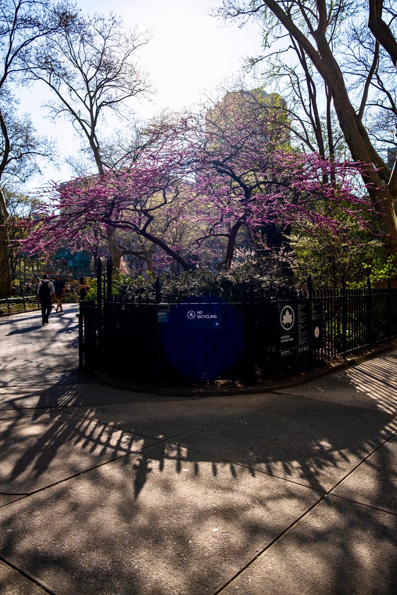 @grassverseNFT @i_dreampictures @ethernaz Dreamy haze kinda day. Quick #madisonsquarepark photo walk with @i_dreampictures