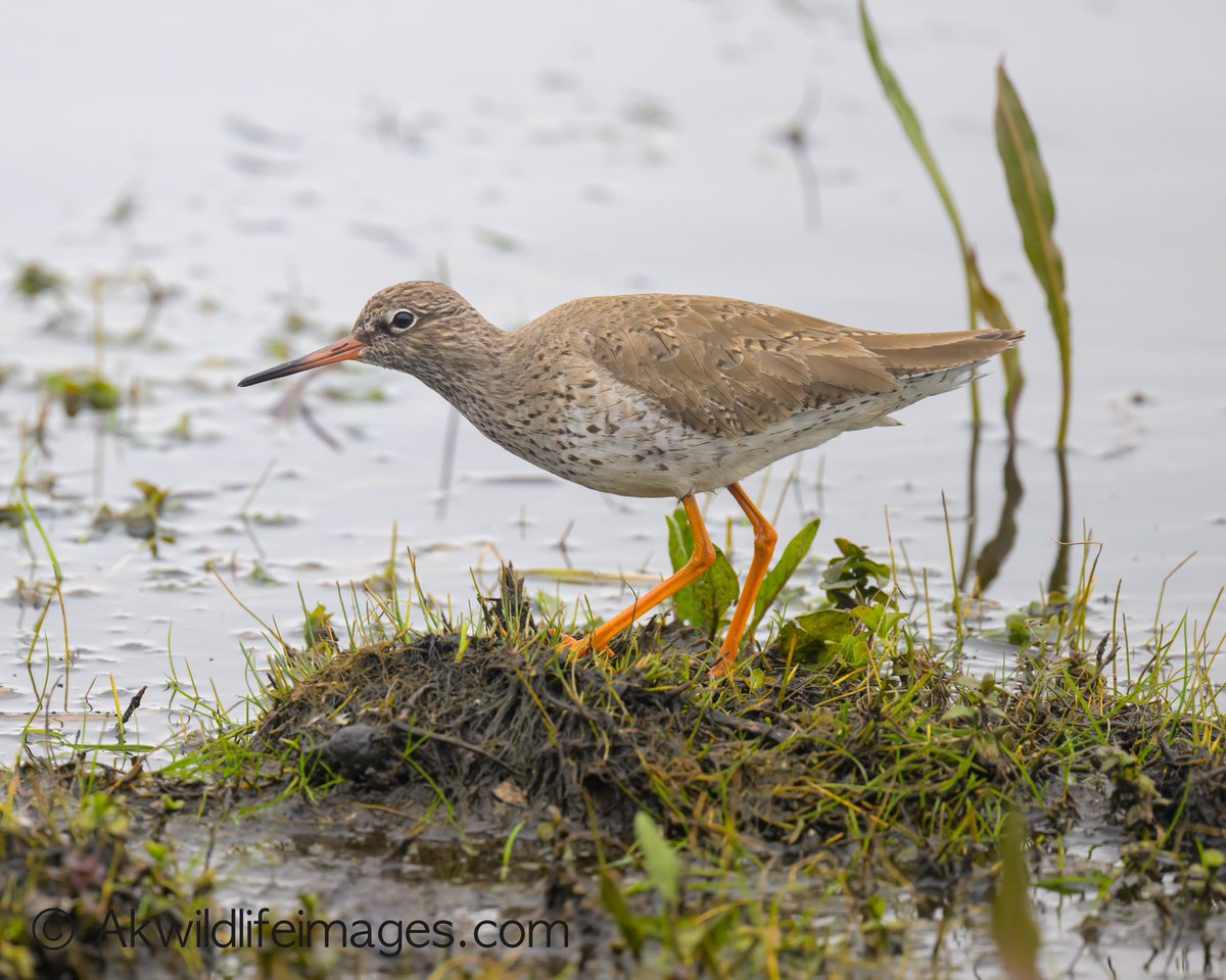 AndrewKirby18's tweet photo. Cold afternoon at Catcott Lows. 
3 Redshank out flying around.
@SomersetWT.
@AvalonMarshes. https://t.co/vZfDnDIk7O
