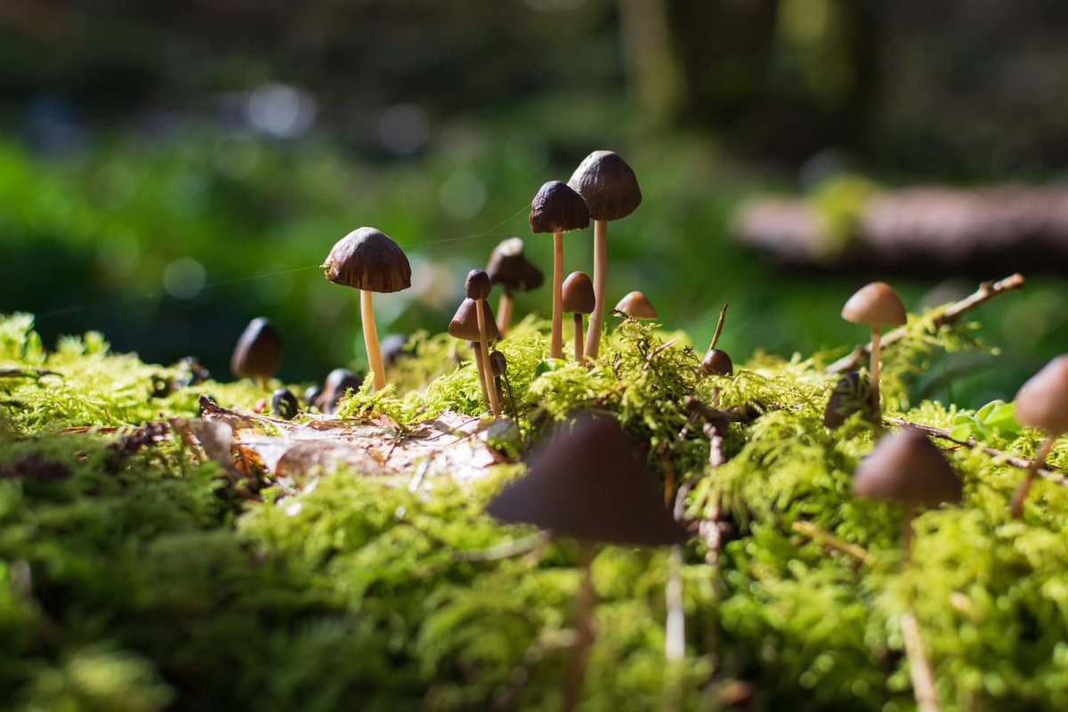 Love taking photos of fungi.

Mushrooms on a moss covered log in Hardcastle Crags in West Yorkshire. 

#HardcastleCrags #WestYorkshire #Yorkshire #Fungi #Mushroom #HebdenBridge #Nikon #NikonD5300 <a href="/Welcome2Yorks/">Welcome to Yorkshire</a> <a href="/VisitCalderdale/">Visit Calderdale</a> <a href="/HardcastleNT/">Hardcastle Crags</a> <a href="/UKNikon/">Nikon UK & Ireland</a> <a href="/VisitHebden/">Visit Hebden Bridge</a> <a href="/NikonProEurope/">Nikon Pro</a>