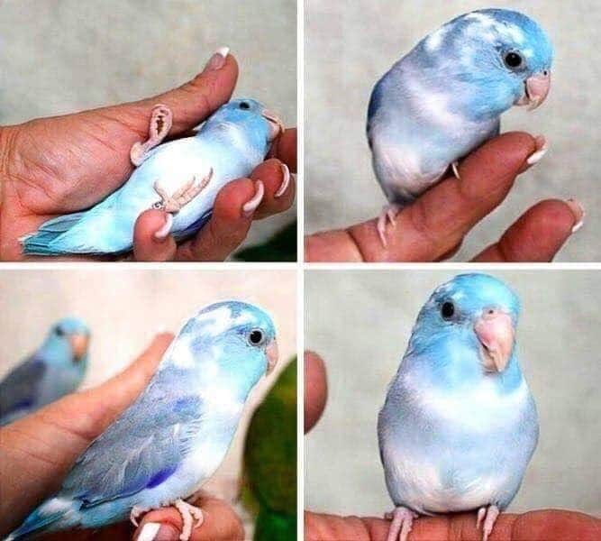 Un pedacito de cielo en las manos.