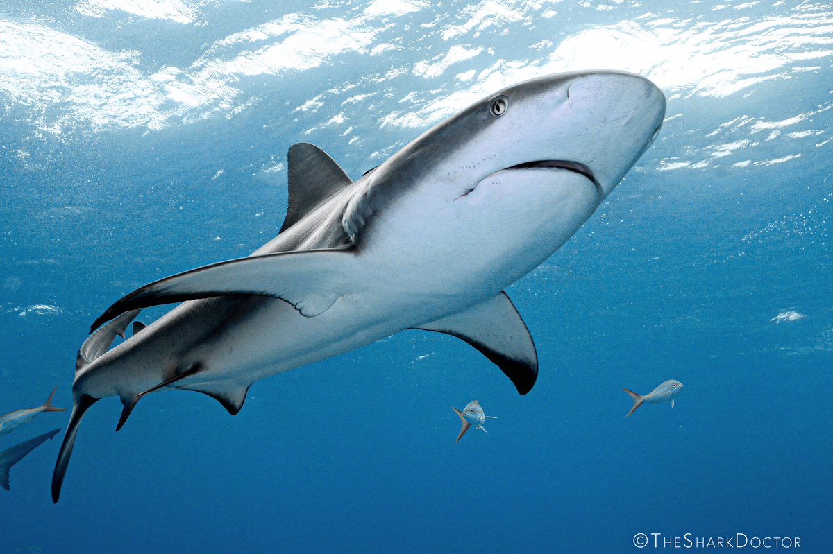 TheSharkDoctor's tweet photo. A stunning #caribbean #reefshark cruising the reefs in the #bahamas ! #sharks #sharkweek #thebahamas #sharklife #discovery #canon #cressi #scuba #scubadiving https://t.co/ByvOFfTerv