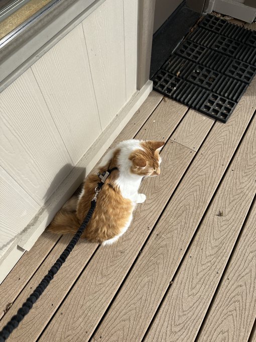 Imma make tortilla an adventure cat he&rsquo;s already doing so good https://t.co/YaC5M3Zf3J