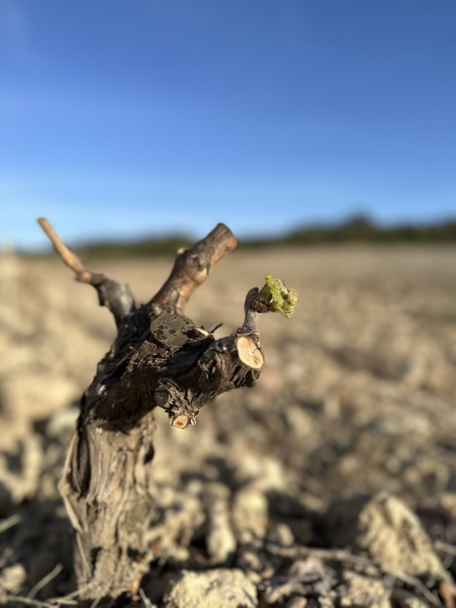 Primavera en nuestros viñedos en el Paraje de La Raja en <a href="/BodegasCasaRojo/">CasaRojo</a>