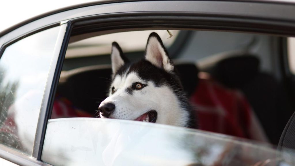 Platinum_fix's tweet photo. Si vas a viajar con mascotas…¡Sigue estos consejos! Conoce más en nuestro #BlogPlatinum, en: https://t.co/aXeH1AvqMJ | #PlatinumFix: Para tu auto, en un click

#GrupoPlatinum | #PlatinumFleet | #Vloot | #Supertech | #BateríasExtrema https://t.co/pnnKqbFaki