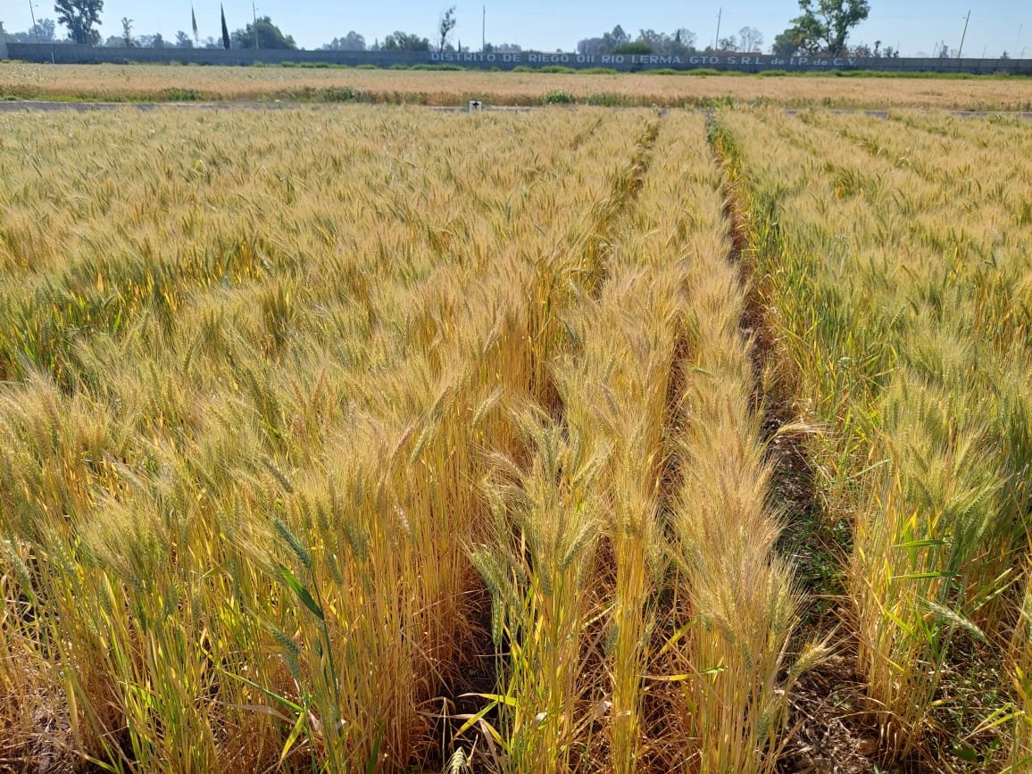 sgfonteyne's tweet photo. Resultados inesperado con la investigación sobre policultivos.
Trigo intercalado con vicia madura mas lento que trigo en monocultivo, ciclo mas largo podría llevarlo a mayor rendimiento.
Plataforma Irapuato I, GTO, proyecto #Agriba con @PepsiMEX y Trimex. https://t.co/Jm6Ljz4AqO