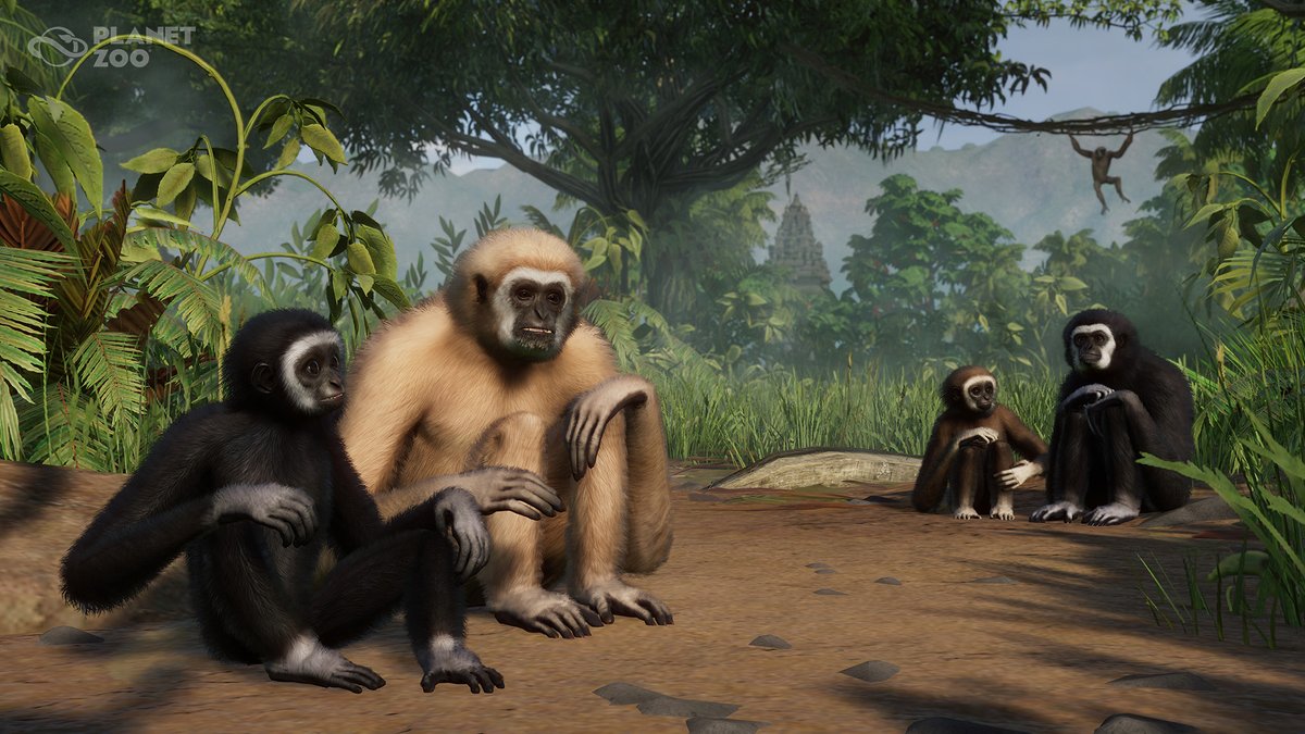 PlanetZooGame's tweet photo. Let's find out if you got the #Zoopedia quiz earlier today correct!
It was 50km/h! Lar gibbons are strong tree swingers, due to their long forearms, mobile joints and wrists that enhance fluid movement.
Tune in next week for another #ZoopediaFacts quiz! https://t.co/KbOT4cXQXL