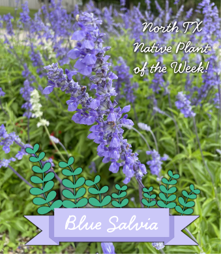 UTRWD's tweet photo. We're highlighting Blue Salvia as our North TX Plant of the Week! This upright perennial likes full sun to partial shade, is a low water user and is used by bees, birds and butterflies as a nectar source! Learn more at https://t.co/BVNB3U23hC #GoTexasNative https://t.co/U9Kdx0KO5B