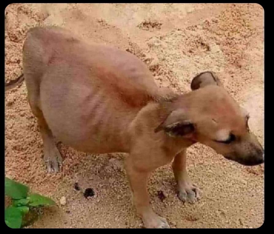 Kayz trying to contain tweets about his journalism profession