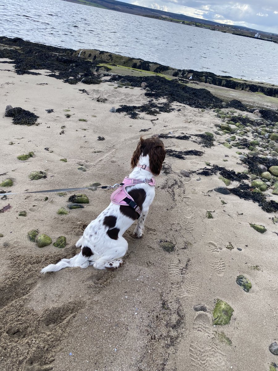 Fun at the beach 🐶 #englishspringerspaniel