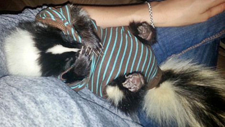 Havilah_V's tweet photo. #FurryFriday:
#WearPajamasToWorkDay is Monday, April 16!
#Pajamas #PJs #SleepWear #NightGown #PajamasAllDay #LoungeWear #PajamaParty #Onesie #Animal #Animals #AnimalsInCostumes #Skunk #SkunkKit https://t.co/qfjOayBbDu