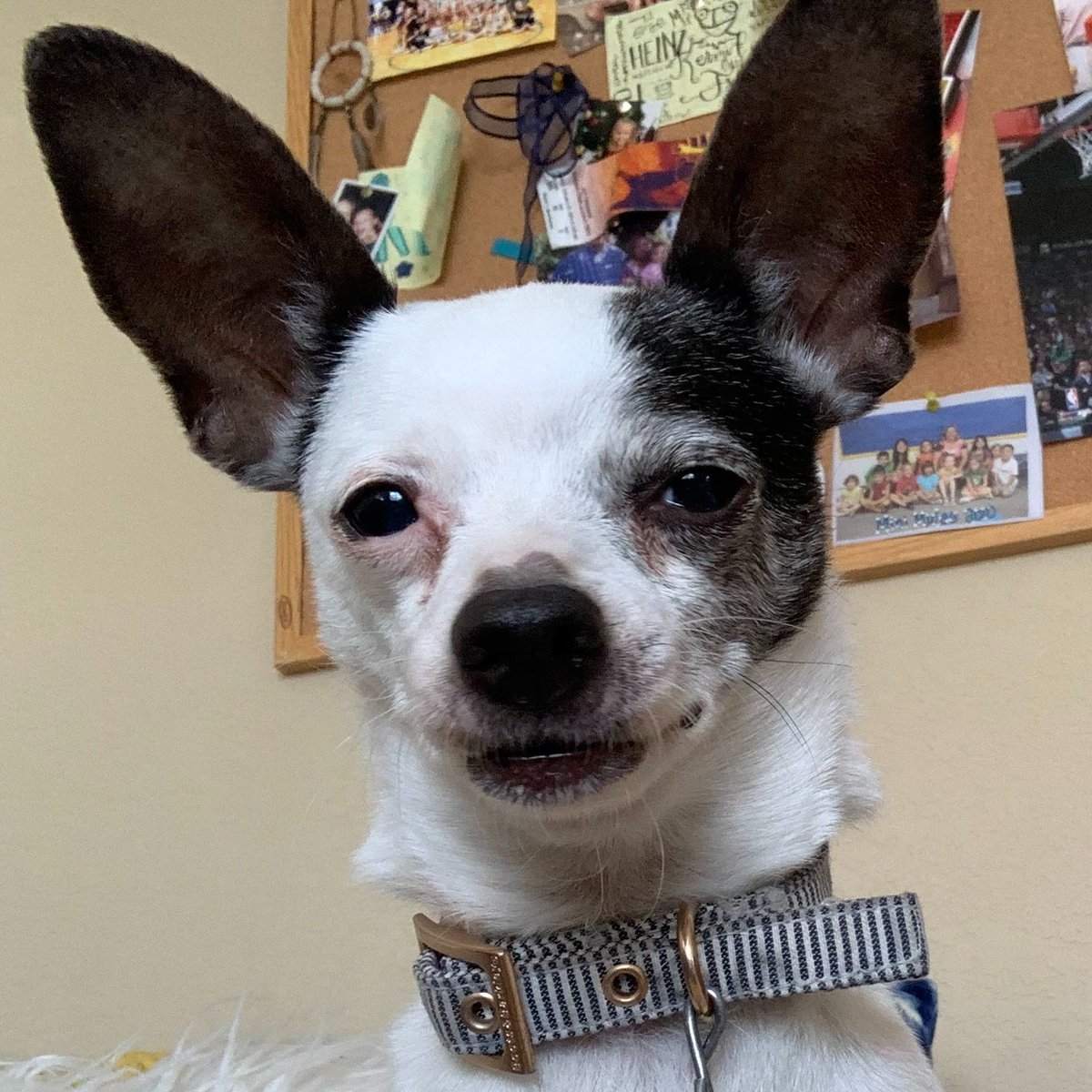 The WE Tournament of Calming Skills has crowned our champion!  The winner is Snuggling a Furry Friend. To celebrate students could bring a stuffed furry friend to school today.  We also have a shameless post of our very own favorite snuggly furry friends!! Such fun! #BETHEWE.  .