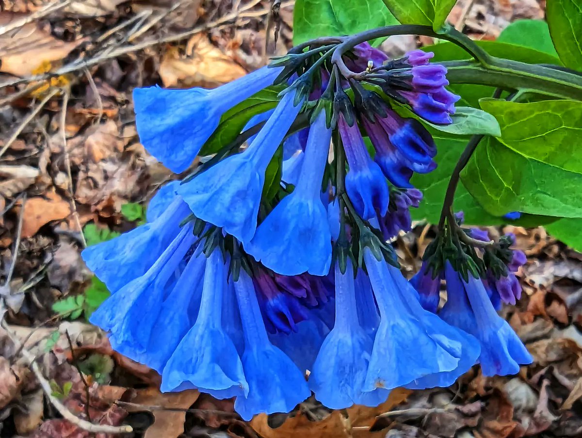 Bluebells are blooming at <a href="/Bowmans_Hill_WP/">Bowman's Hill Wildflower Preserve</a>
