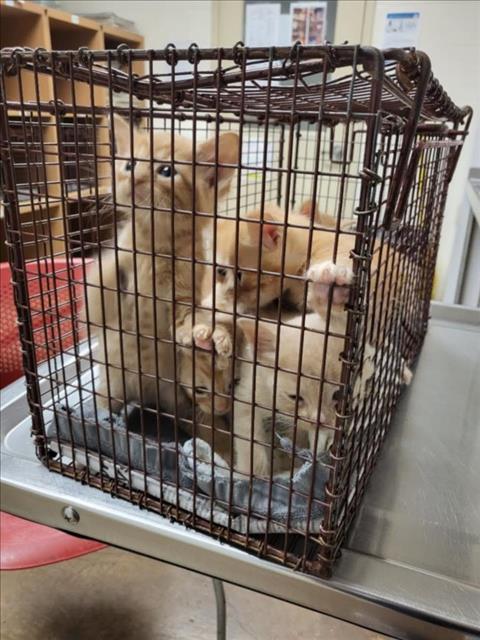 Christine Fontana On Twitter RT CutePetsAustin Hey I m A878290 