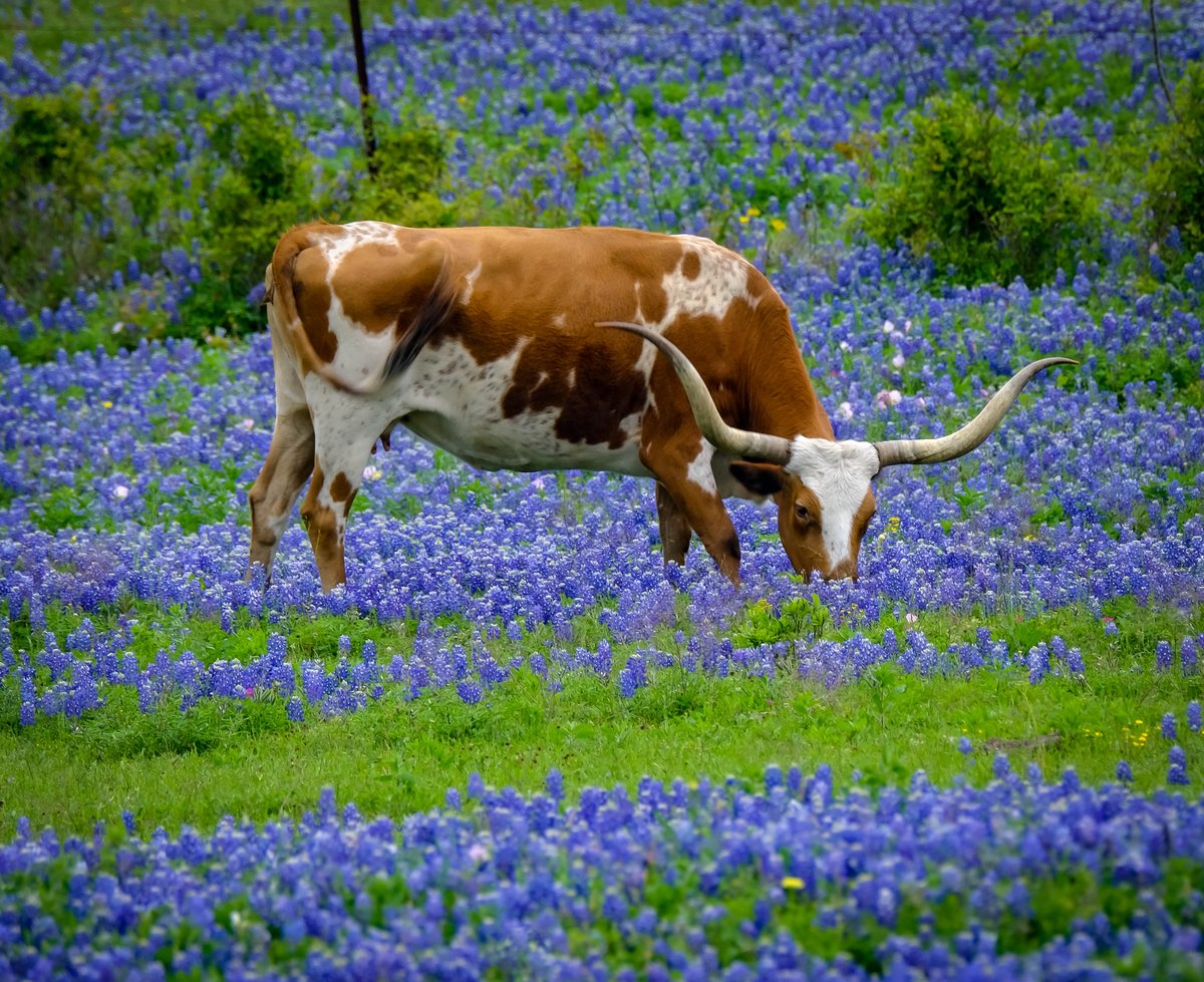 Most recent post on Larrygoes.com Wildflowers Wild Weather larrygoes.com/2023/04/14/wil…
