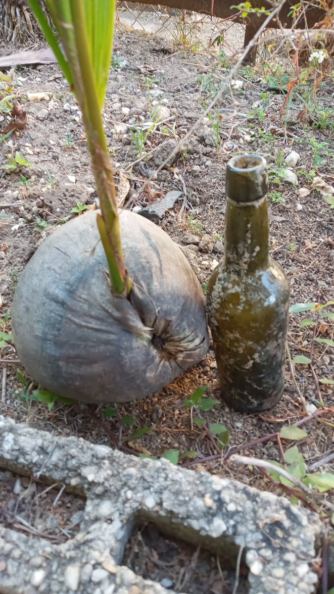 angelomarcelle's tweet photo. Found this bottle in a pile of about 13, while walking through the forest in Cumuto. Would not have been an uncommon find about 40 to 70 years ago. Do you know what that pile means?
#trinidadandtobago #IslandLife #bushchronicles https://t.co/jgJDfWg8ly