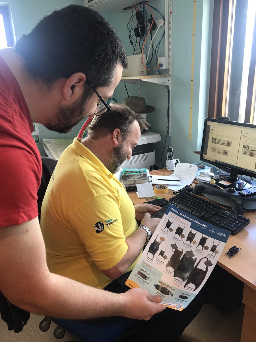 jcasperd's tweet photo. Checking out sites for our @HarperAdamsUni field course @FSCSlaptonLey I got involved in a spot of @SharkTrustUK ID of spotted rays (Raj montagui) with @DevonWildlife Matt and @rockpoolproject Tom @WemburyMarine @sascampaigns @simonsegar @DrJohnReade @benclunie https://t.co/aedT8rt0id
