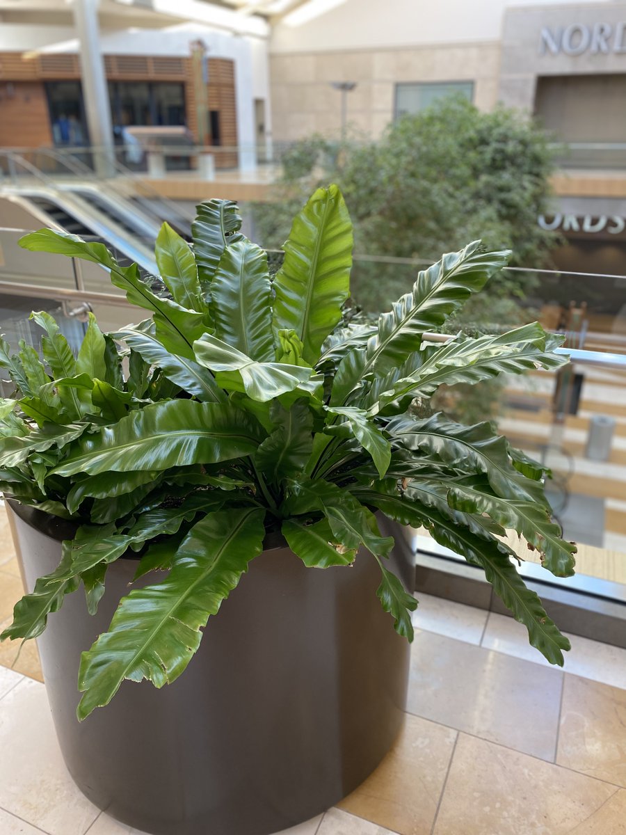 Botanical Designs tweet media